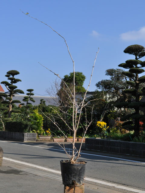 ウグイスカグラ白花 0.8m 10.5cmポット 苗