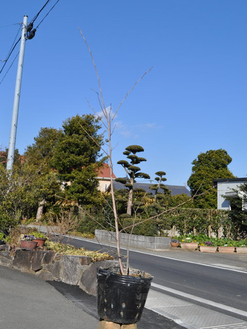 エゴノキ赤花 0.8m 15cmポット 苗