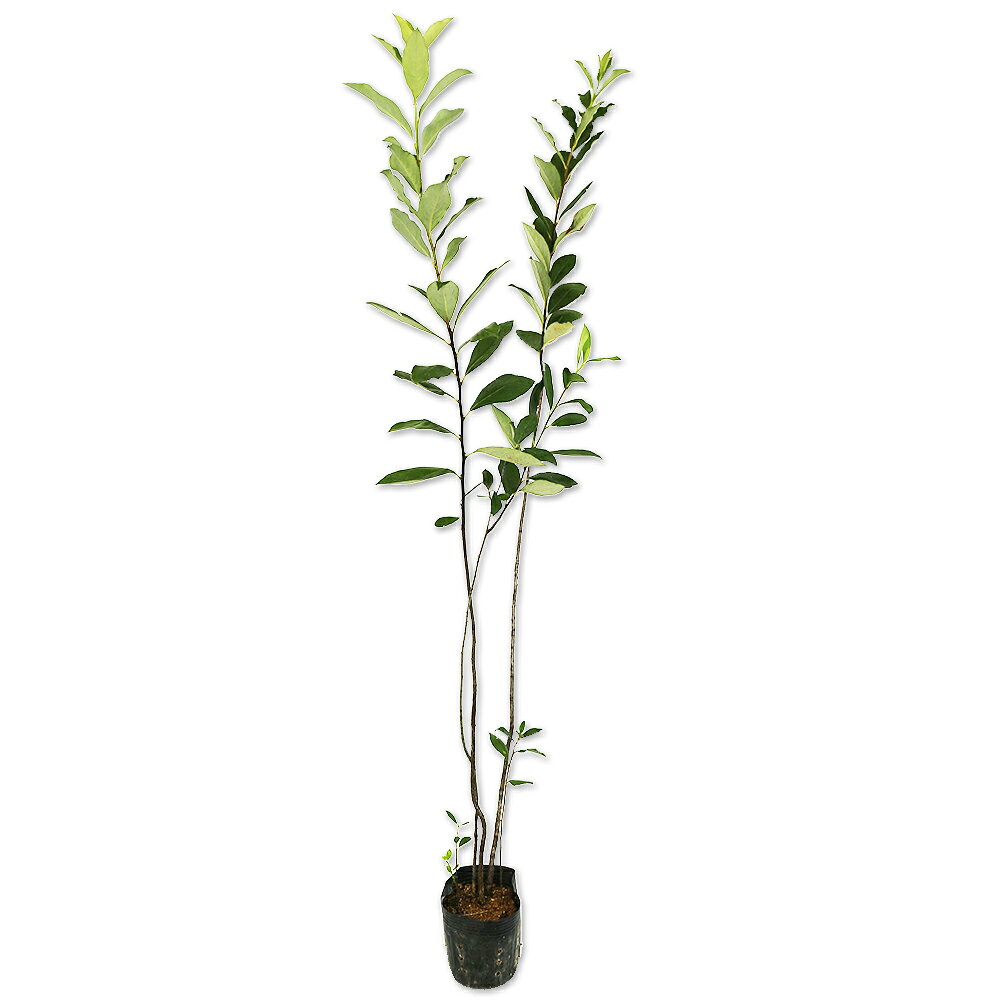 【アロニア】()読み：あろにあ学名：Aronia arbutifoliaバラ科アロニア属落葉低木別名：チョークベリー、チョコベリー【名前の由来】【商品情報】アロニアは2mになる落葉低木です。北米が原産です。花は5弁の小花を多数咲かせます。黒い実は食べられますが、赤い実は観賞用になります。一本だけでも実が付き実が沢山収穫できます。実は生食には向かずジャムなどに加工し食べます。ブルーベリー以上の健康効果が期待できると言われています。耐寒性、耐暑性が強く育てやすいです。【育て方】日当たりがよく水持ちのよい場所に植えつけて下さい。乾燥にやや弱い為、湿り気のある土を好みます。植え付け場所は特に選びませんが風当たりが優しい場所に植え付けてください。剪定は早春の新芽が芽吹く前に行うと良いでしょう。適地＝全国日照り＝日向樹形＝自然形最終樹高＝2m施肥時期＝2月or10月剪定時期＝〜開花時期＝5月果実＝8〜9月用途＝果樹or庭木or花木【その他】アロニアは1本でも実が結実し沢山実が収穫できます。果樹としては優秀な方になります。※こちらは品種指定不可商品となります。赤実・黒実の指定はお受けできませんので、予めご了承ください。アロニア　0.5m10.5cmポット 1870円アロニア　商品一覧0.5m10.5cmポット1870円/在庫○0.7m10.5cmポット2420円/在庫○1.0m10.5cmポット3300円/在庫○1.5m露地18700円/在庫○1.7m露地22000円/在庫×2.0m露地26400円/在庫○2.3m露地30800円/在庫○2.5m露地30800円/在庫○※規格、単価、在庫は個々商品ページを優先します同じバラ科アロニア属の商品アロニアアロニア/メラノカルパ同じバラ科の商品[ナナカマド属]オオウラジロノキ　ナナカマド[アロニア属]アロニア[シモツケ属]コデマリ　シモツケ　シロバナシモツケ　ホザキシモツケ　アメリカテマリシモツケ　ユキヤナギ[カマツカ属]カマツカ　ケカマツカ[カナメモチ属]カナメモチ　レッドロビン[シモツケソウ属]キョウカノコ[キンミズヒキ属]キンミズヒキ[ワレモコウ属]カライトソウ　ナガホノシロワレモコウ　ワレモコウ　タンナワレモコウ[コゴメウツギ属]コゴメウツギ[キイチゴ属]ブラックベリー　フユイチゴ　ルブスカリシノイデス[ザイフリボク属]ジューンベリー[シャリンバイ属]シャリンバイ　ベニバナシャリンバイ　マルバシャリンバイ[リンゴ属]ズミ　ハナカイドウ[サンザシ属]サンザシ[バラ属]テリハノイバラ　ツルバラ　ノイバラ　ナニワノイバラ　ハマナス[サクラ属]セイヨウバクチノキ　ハナモモ　クサボケ　ハナモモ桃花　シダレハナモモ源平　バクチノキ[キジムシロ属]ツルキンバイ　ポテンティラ　ヘビイチゴ[スモモ属]ニワウメ[ホザキナナカマド属]ホザキナナカマド[オランダイチゴ属]ホワイトピーチベリー　ワイルドストロベリー[ヤマブキ属]ヤマブキ[ナシ属]ヤマナシ[アズキナシ属]アズキナシ　ウラジロノキ[ボケ属]ボケ[トキワサンザシ属]タチバナモドキ　ピラカンサ　ピラカンサ黄色[シャリンバイ属ヒメシャリンバイ]ヒメシャリンバイ[ヤナギザクラ属]リキュウバイ※園芸品種等は近縁種よりご参照ください