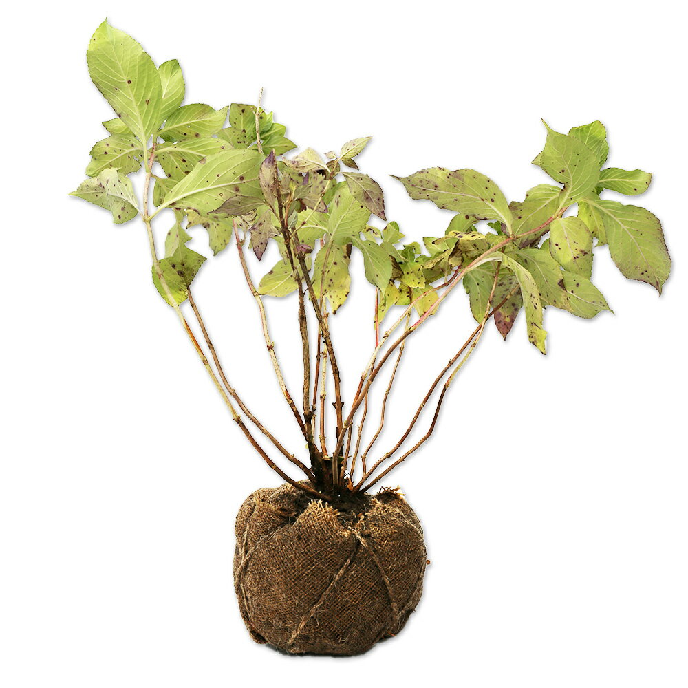 アジサイ墨田の花火0.5m露地苗