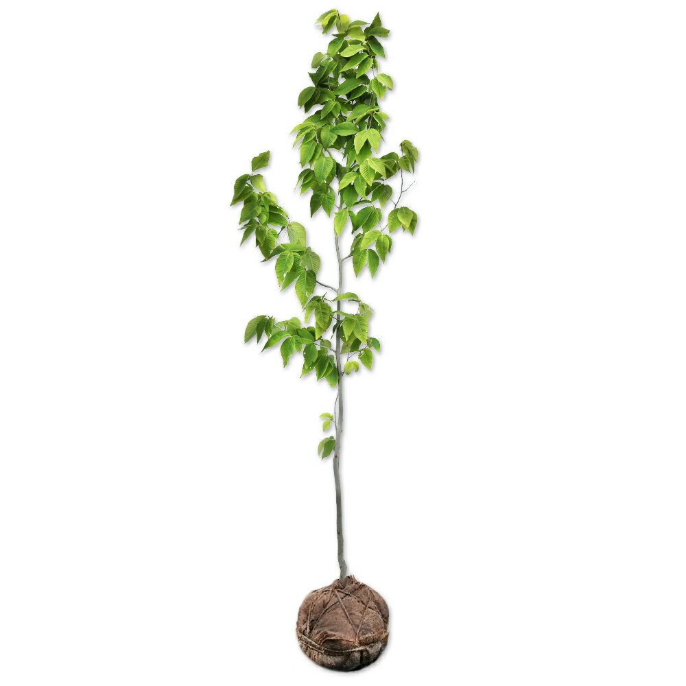 イヌブナ 1.7m 露地 2本 苗木