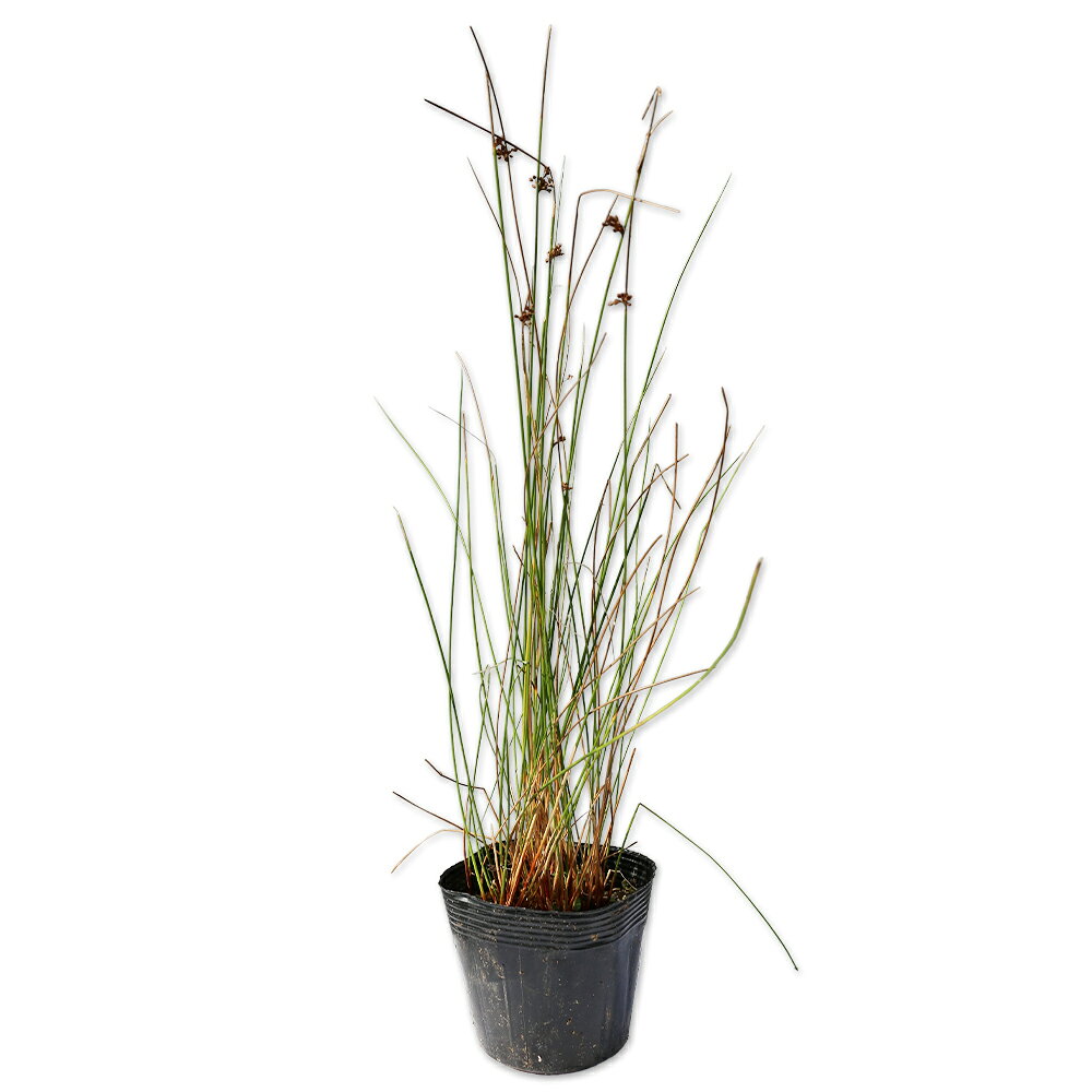 【イグサ】(藺草)読み：いぐさ学名：Juncus effusus L. var. decipens Buchenイグサ科イグサ属多年草別名：トウシンソウ【名前の由来】池の草から【商品情報】イグサは1mになる多年草です。北海道から沖縄まで自生しています。茎は長く成長します。花は5〜9月に咲き、茎の中間に咲きます。幹は地中茎で短く這います。地上部の針状のものは花茎になります。畳表やゴザの原料になります。和名はイです。日本における主な産地は熊本県八代地方で国産畳表の8〜9割のシェアがあります。池や水田や湿地などに生育する水辺の植物です。夏には枯れ、秋から新たな茎を伸ばします。【まとめ買いについて】 複数本・品種違い・規格違いのまとめ買いも歓迎しております。まとめてご注文いただくことで、販売価格の維持につながります。【育て方】湿地など水気がある日当たりが良い場所を好みます。環境が合えば特に手はかかりません。適地＝全国日照り＝日向樹形＝草本最終樹高＝1m施肥時期＝3〜5月、9〜10月剪定時期＝8〜9月開花時期＝5〜6月果実＝用途＝水生植物【その他】イグサは畳表の原料として利用されます。長く茎が伸びます。イグサ　10.5cmポット 990円イグサ　商品一覧10.5cmポット990円/在庫○※規格、単価、在庫は個々商品ページを優先します同じイグサ科イグサ属の商品イグサラセンイ同じイグサ科の商品[イグサ属]イグサ　ラセンイ※園芸品種等は近縁種よりご参照ください