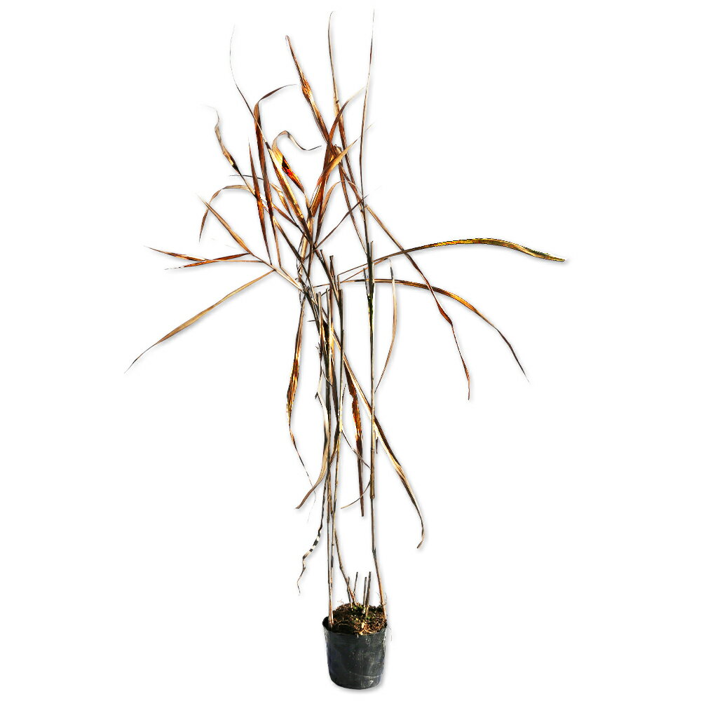 【オギ】(荻)読み：おぎ学名：Miscanthus sacchariflorusイネ科ススキ属多年草別名：ススキモドキ、オバナ、メザマシグサ【名前の由来】風になびく様子から「招（おぐ）」がオギに転訛して【商品情報】オギは2mになる多年草です...