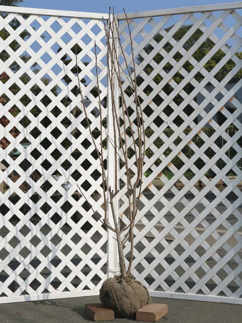 アロニア メラノカルパ 1.5m 露地 2本 苗木