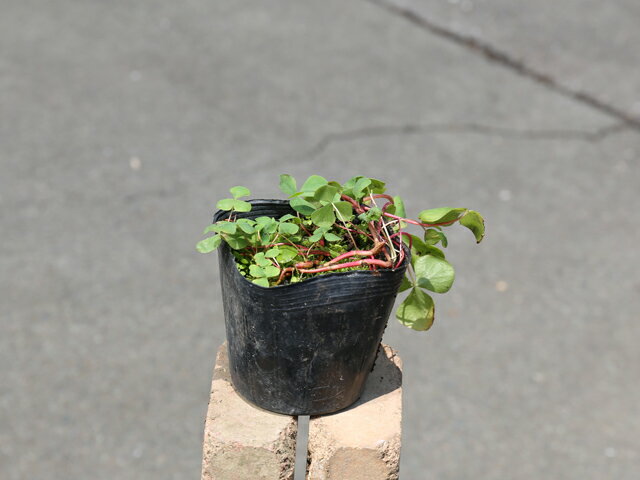 オキザリス 白系 9.0cmポット 25本 苗