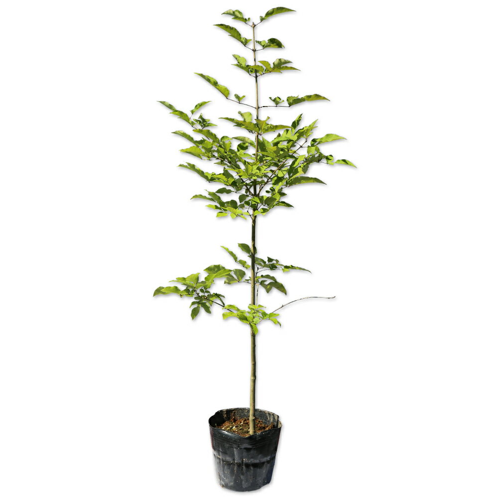 【アラゲアオダモ】（荒毛青?）読み：あらげあおだも学名：Fraxinus lanuginosaモクセイ科トネリコ属落葉高木別名：ケアオダ【商品情報】アラゲアオダモは落葉高木です。北海道から九州まで自生しています。木製バットの材料として使用されます。4月から5月にかけて白い小花をたくさん咲かせます。葉は奇数羽状複葉で対生します。小葉は1〜3対にあり、長楕円形で葉柄は短く縁には浅い鋸歯があります。成長に時間がかかり成木になるまではかなりの時間を要します。幹には白い斑点模様ができます。【育て方】日向地で、排水のよい土壌を好みます。落葉後に寒肥を与えます。強剪定は避け伸びすぎたり邪魔な枝を落葉後に軽く行い樹形を整えていきます。適地＝全国日照り＝日向or半日陰樹形＝ホウキ型最終樹高＝10〜15m施肥時期＝1月剪定時期＝1〜2月開花時期＝4月果実＝10月用途＝街路樹or緑化緑化orシンボルツリーor雑木【その他】アラゲアオダモは若枝や葉柄に粗毛があります。雌雄異株ですが、こちらの商品は雌雄指定不可です。アラゲアオダモ　0.8m15cmポット 4本 17600円アラゲアオダモ　商品一覧0.6m15cmポット3850円/在庫○0.8m15cmポット4400円/在庫○※規格、単価、在庫は個々商品ページを優先します同じモクセイ科トネリコ属の商品アオダモ(品種指定不可)ヤマトアオダモアラゲアオダモシマトネリコシオジマルバアオダモヤチダモ同じモクセイ科の商品[オリーブ属]オリーブ[ソケイ属]ウンナンオウバイ　ハゴロモジャスミン[トネリコ属]アオダモ(品種指定不可)　ヤマトアオダモ　アラゲアオダモ　シマトネリコ　シオジ　マルバアオダモ　ヤチダモ[イボタノキ属]イボタノキ　オオバイボタ　シルバープリペット　ネズミモチ　トウネズミモチ　トウネズミモチ斑入り　プリペット[モクセイ属]キンモクセイ　ギンモクセイ　四季咲きモクセイ　ヒイラギ　ヒイラギモクセイ　オウゴンヒイラギ　ゴシキヒイラギ[ヒトツバタゴ属]アメリカヒトツバタゴ[レンギョウ属]レンギョウ[ハシドイ属]ライラック　ライラック白花　ライラック紫花※園芸品種等は近縁種よりご参照ください