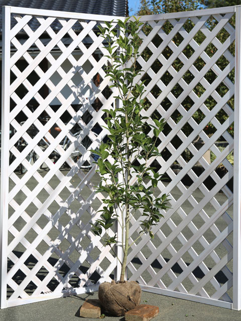 ギンモクセイ 1.2m 露地 苗