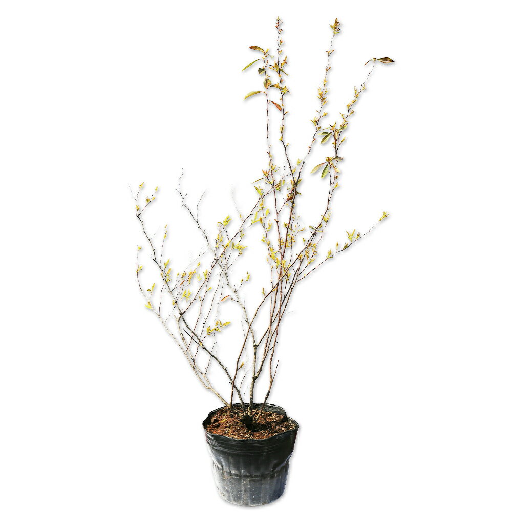 Spiraea - コデマリ (品種指定不可) 0.8m 15cmポット 5本 苗