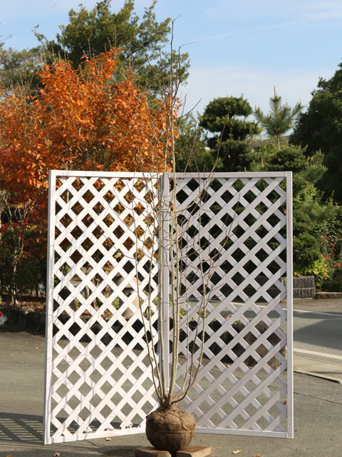 コブシ 株立ち 2.3m 露地 2本 苗木