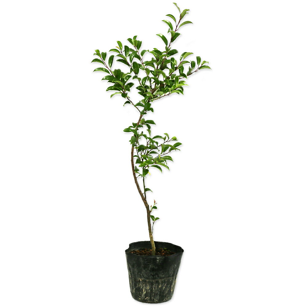 クロガネモチ 0.6m 15cmポット 苗のサムネイル