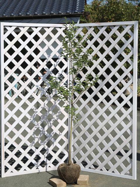 クロガネモチ 1.5m 露地 2本 苗木のサムネイル