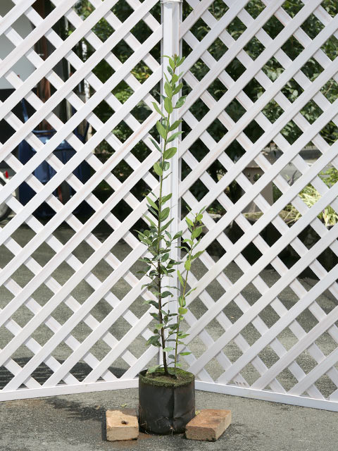 ゲッケイジュ 1.2m 露地 苗