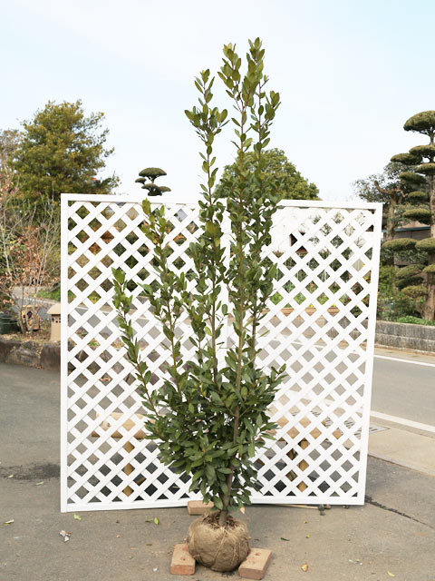 ゲッケイジュ 2m 露地 苗木