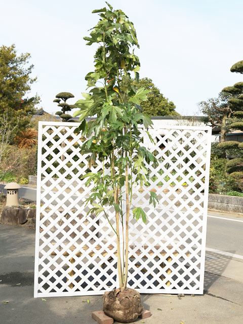 カクレミノ 株立ち 2.5m 露地 苗木