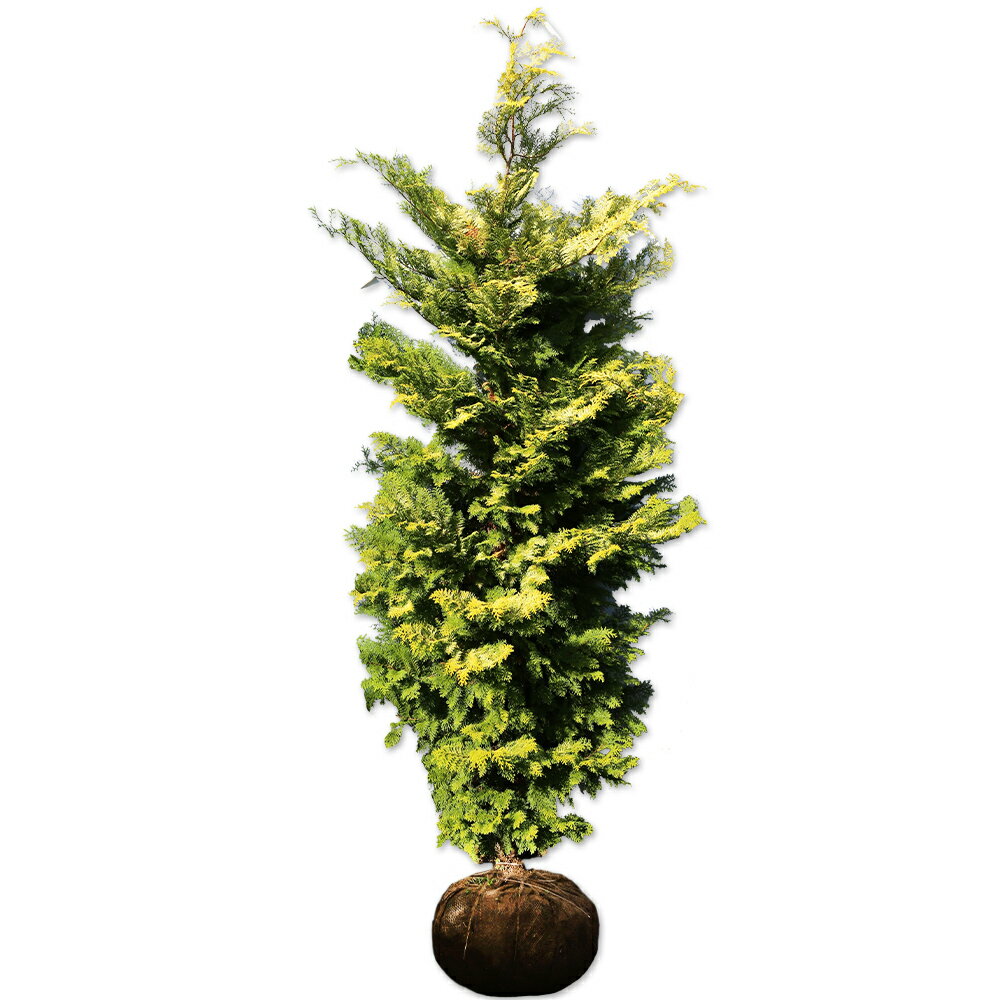 【クリプシー】読み：くりぷしー学名：Chamaecyparis obtusa "Crippsii"ヒノキ科ヒノキ属常緑高木【商品情報】クリプシーは葉色が黄金色で綺麗な品種です。主幹はまっすぐ上がり、脇枝は水平か斜め上に伸びます。葉は日当たり...