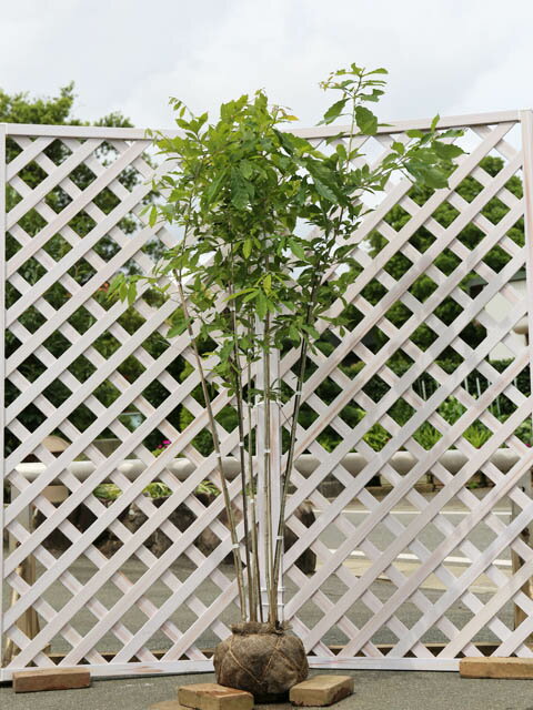 ぽぽちゃん　コナラ 株立ち 楽天市場】コナラ 株立ちの通販