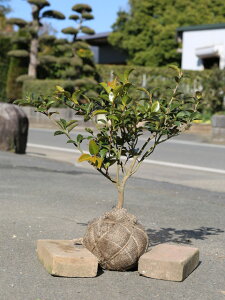 カンツバキ 0.3m 露地 5本 苗