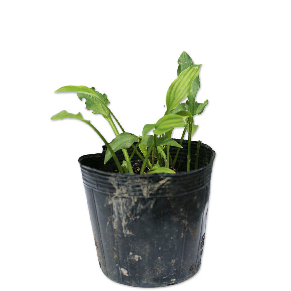 コバギボウシ 10.5cmポット 15本 苗