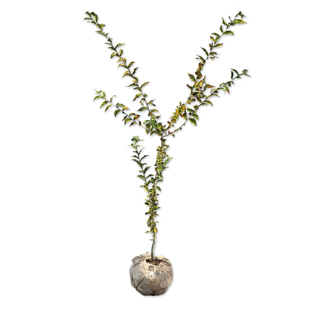 カマツカ 1.5m 露地 苗木