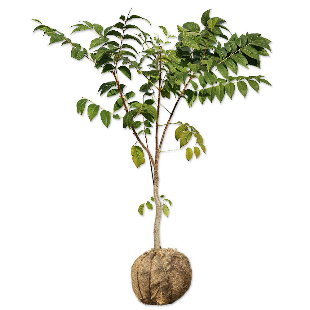 楽天市場】キハダ 苗の通販