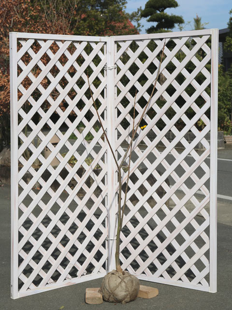 其它 - キハダ 1.5m 露地 苗木