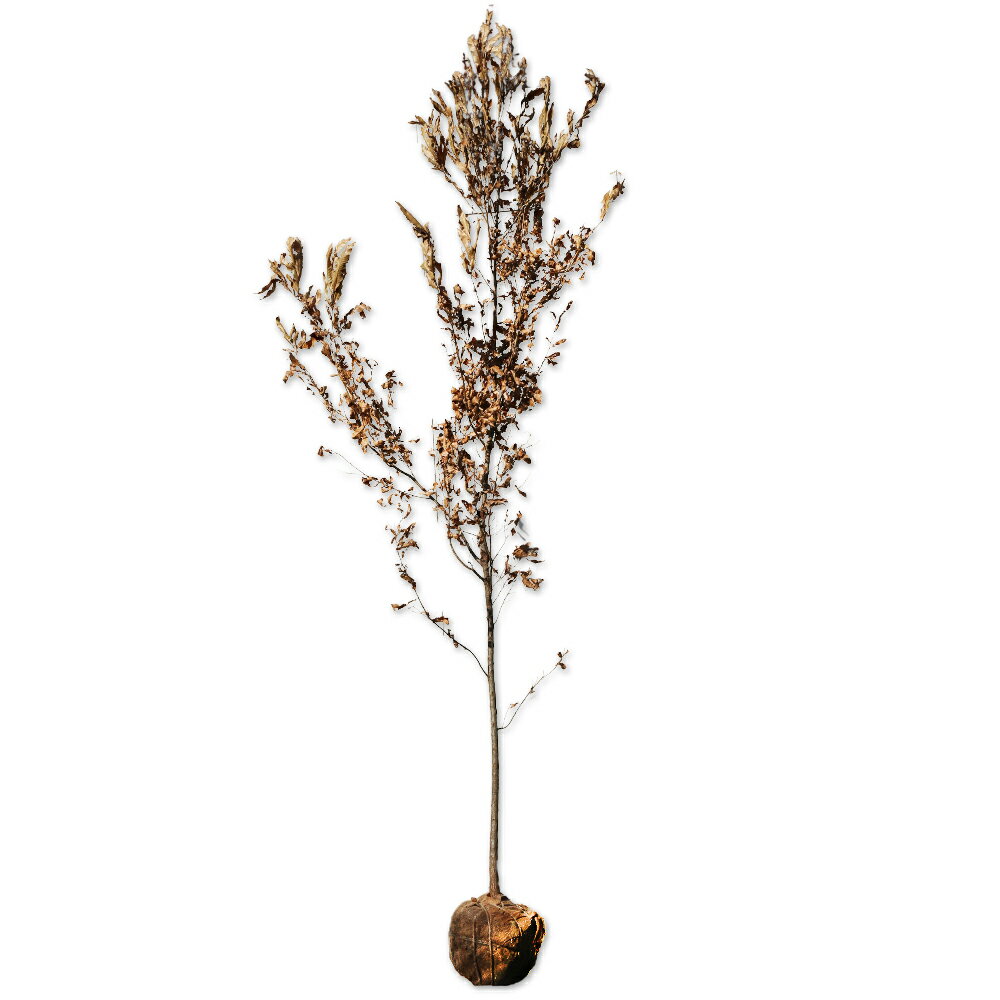 クヌギ 単木 2.3m 露地 2本 苗木