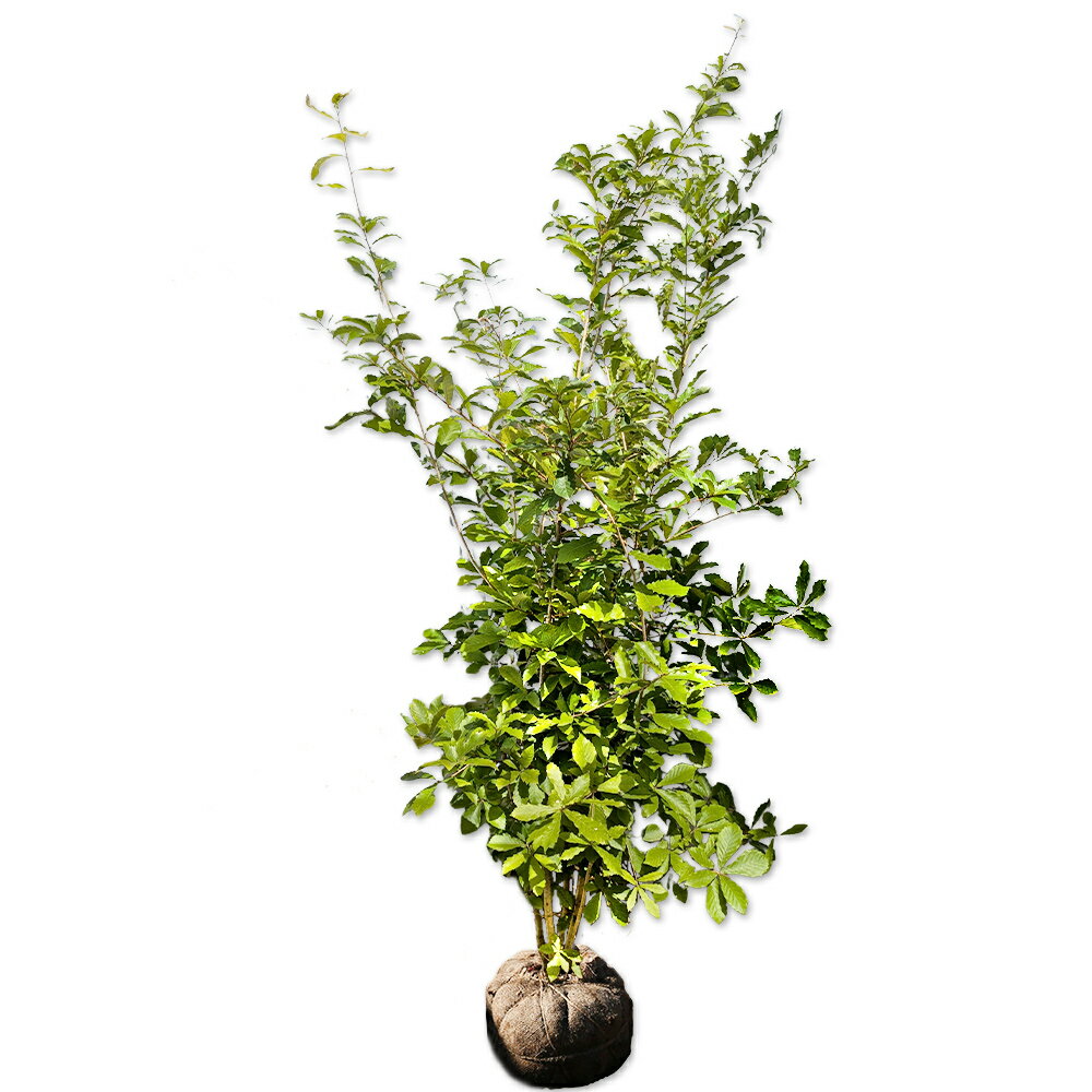 クヌギ 株立ち 1.5m 露地 苗木