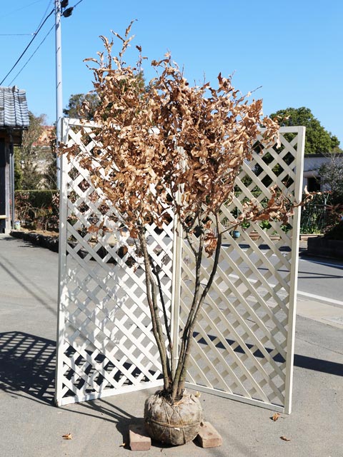 クヌギ 株立ち 2m 露地 苗木