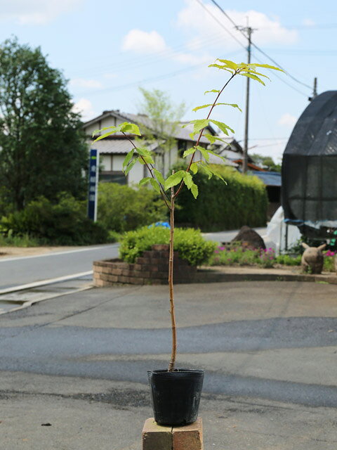 クリ 0.5m 10.5cmポット 苗のサムネイル