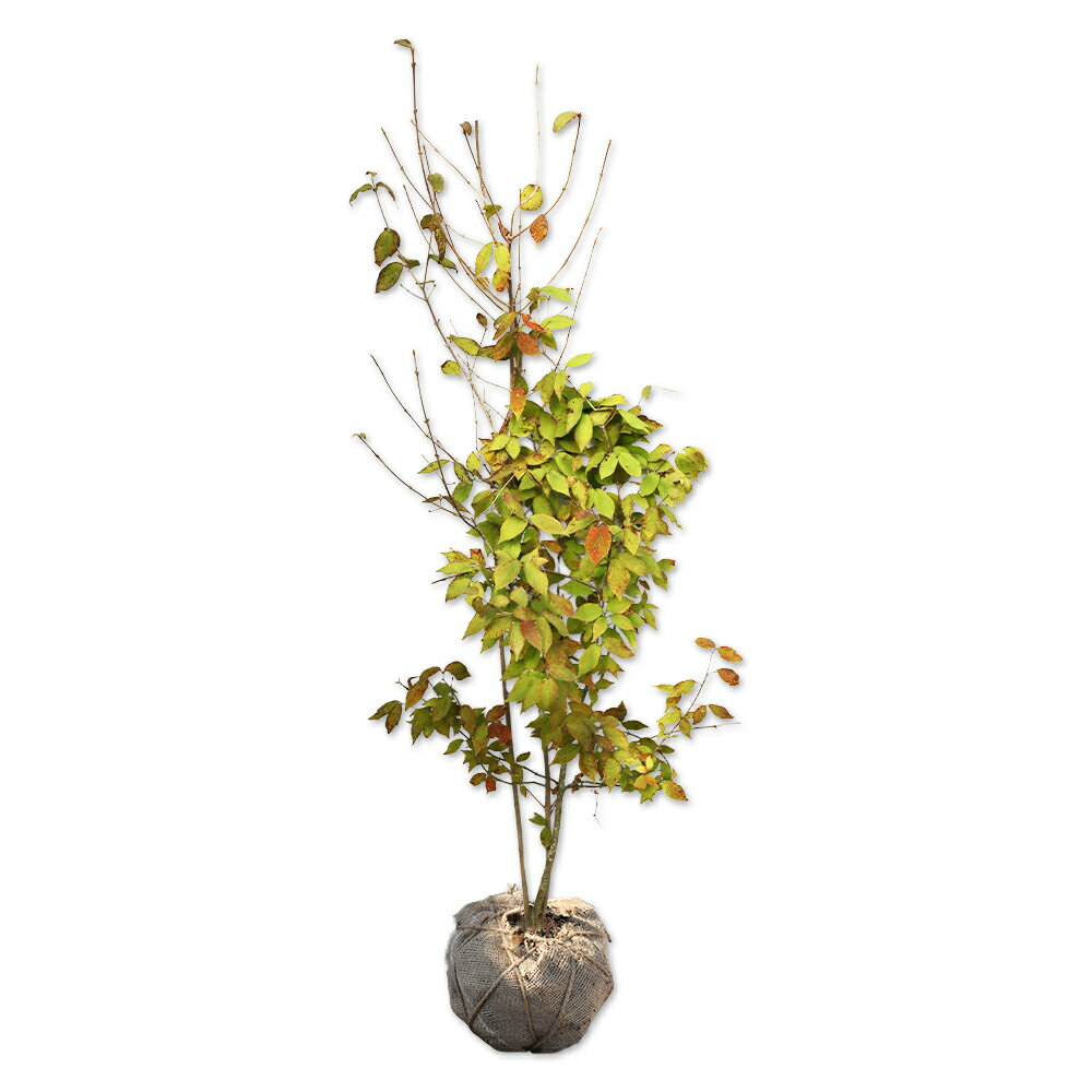 【コバノガマズミ】読み：こばのがまずみ学名：Viburnum erosum punctatumスイカズラ科ガマズミ属落葉低木【商品情報】ガマズミは4m程度になる落葉低木です。5月頃に独特な香りがする白い花が咲き、秋に鮮やかな赤色の実がなりま...