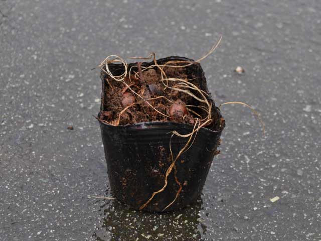 【クロッカス】読み：くろっかす学名：Crocusアヤメ科クロッカス属球根【商品説明】クロッカスは耐寒性球根植物です。花は早春に地上すれすれに咲きます。品種によって花の色が違います。葉は細いです。球根は4cm程度で革質のさやに覆われています。【まとめ買いについて】 複数本・品種違い・規格違いのまとめ買いも歓迎しております。まとめてご注文いただくことで、販売価格の維持につながります。【育て方】日当たりが良い場所をこのみます。花が終わったら根元から切り取りましょう。葉は来年の球根作りのために枯れるまでそのままにします。適地＝全国日照り＝半日陰樹形＝株立ち最終樹高＝1m施肥時期＝2〜3月or9〜10月剪定時期＝4〜6月開花時期＝4〜6月果実＝無し用途＝グランドカバー【地被植物　用途一覧】[グランドカバー]平面＝斜面＝茎による増殖＝陰地に適する＝植付目安　鉢/1m2【その他】クロッカスは地表すれすれに咲く花がきれいです。葉は来年の為に枯れるまで残しておきましょう。 クロッカス　10.5cmポット 15本 14850円クロッカス　商品一覧10.5cmポット990円/在庫○※規格、単価、在庫は個々商品ページを優先します同じアヤメ科クロッカス属の商品クロッカスサフラン同じアヤメ科の商品[アヤメ属]アヤメ　イチハツ　ケイビアヤメ　イチハツ斑入り　キショウブ　カマヤマショウブ　シャガ　ノハナショウブ　ハナショウブ(花色指定不可)　ヒオウギ[ニワゼキショウ属]ニワゼキショウ大輪青花　ニワゼキショウ大輪白花[クロッカス属]クロッカス　サフラン[ヒオウギズイセン属]モントブレチア※園芸品種等は近縁種よりご参照ください