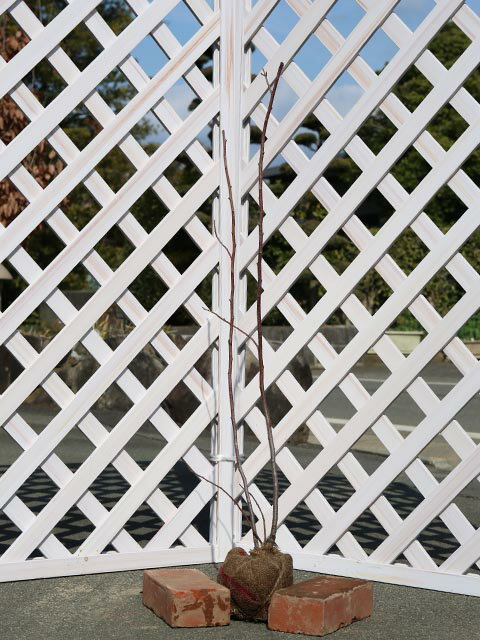 キブシ 0.8m 露地 苗