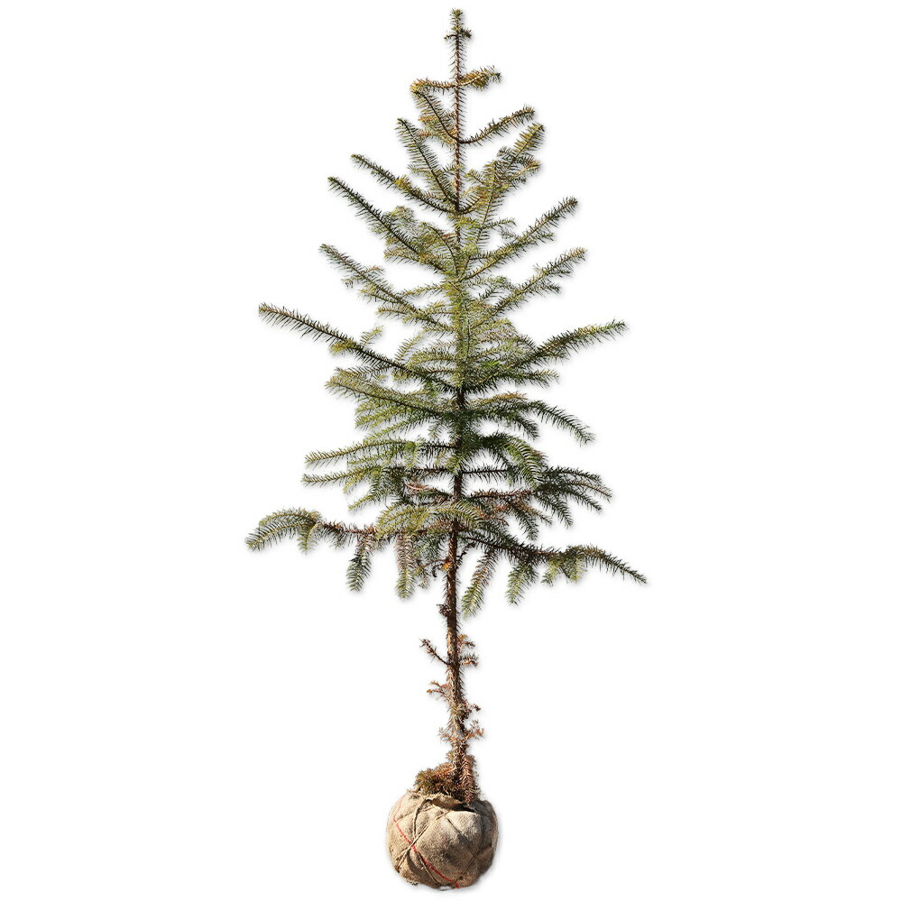 コウヨウザン 2m 露地 苗木