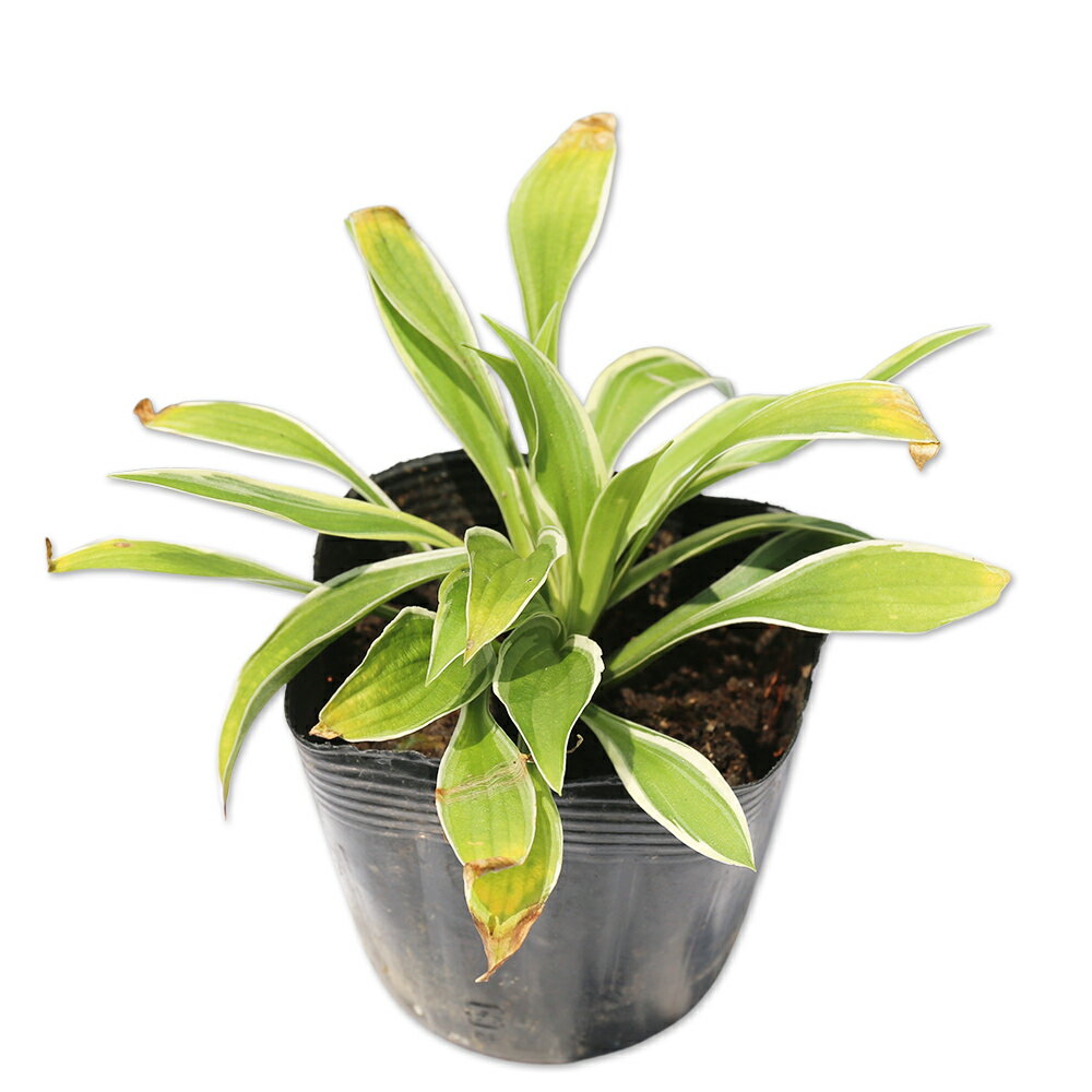 ギボウシ 文鳥香 10.5cmポット 10本 苗