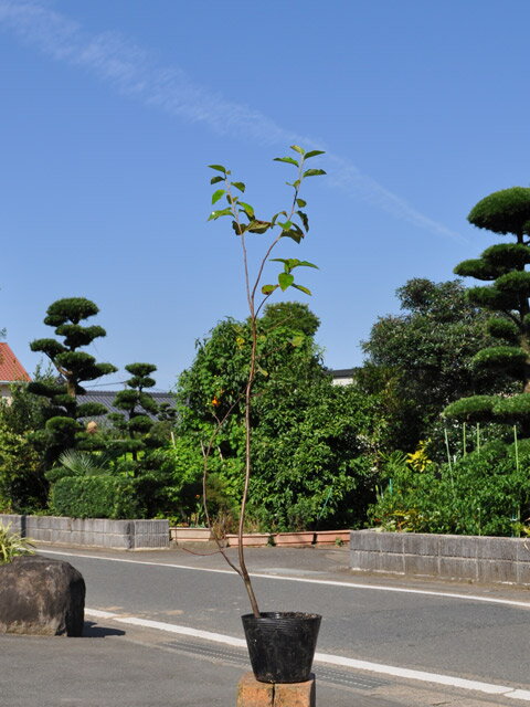 花梨 - カリン 0.8m 10.5cmポット 苗