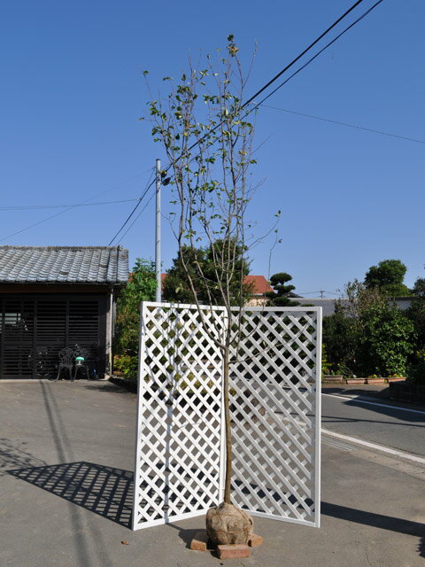 カリン 単木 2.5m 露地 2本 苗木