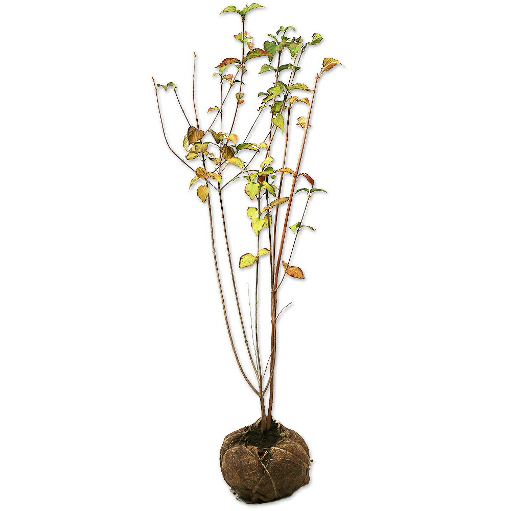 ミヤマガマズミ 1.2m 露地 苗