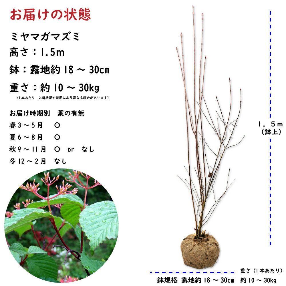 ミヤマガマズミ 1.7m 露地 苗木