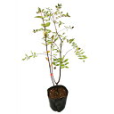 キンシバイ 10.5cmポット 苗