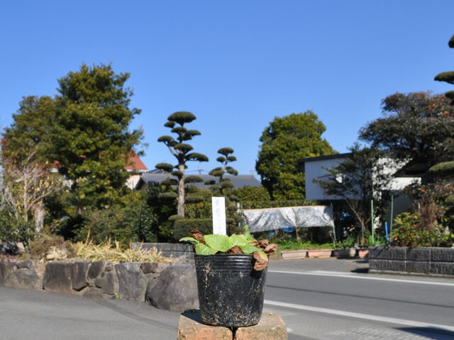 キバナクリンソウ 〜cmポット 苗