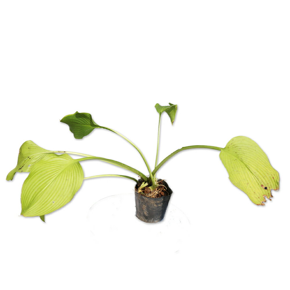 ギボウシ アバダバドゥー 12cmポット 苗