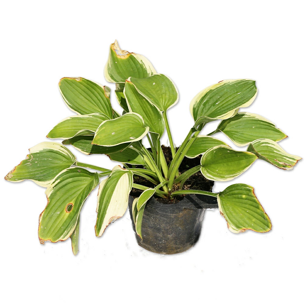 ギボウシ ウルバリーン 12cmポット 苗