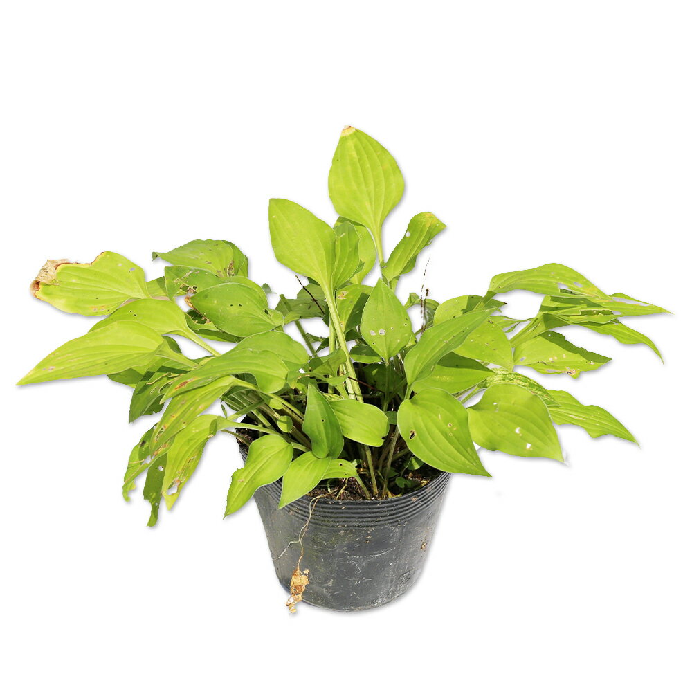 ギボウシ オウゴンオトメ 10.5cmポット 苗