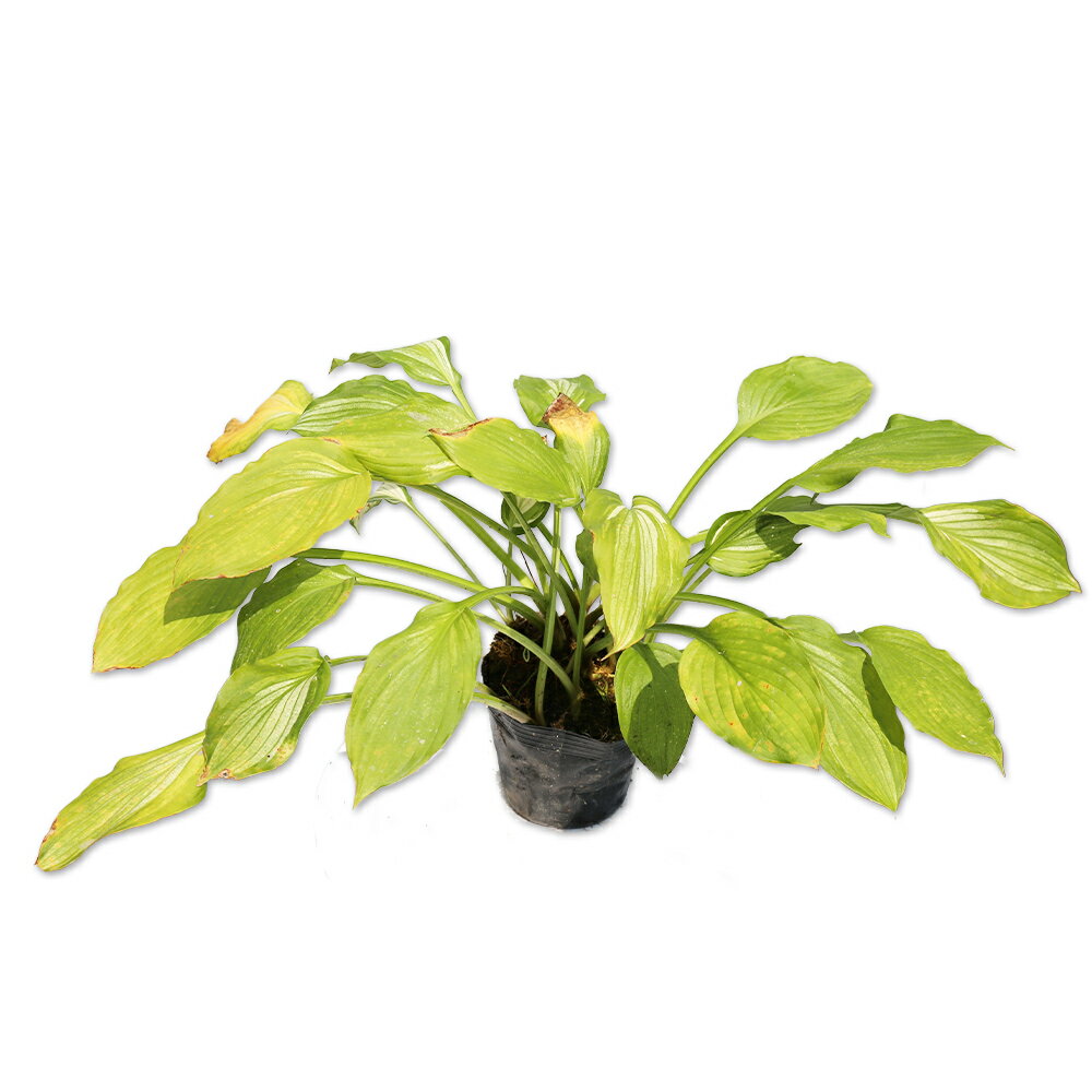 ギボウシ メディオバリエガータ 12cmポット 苗