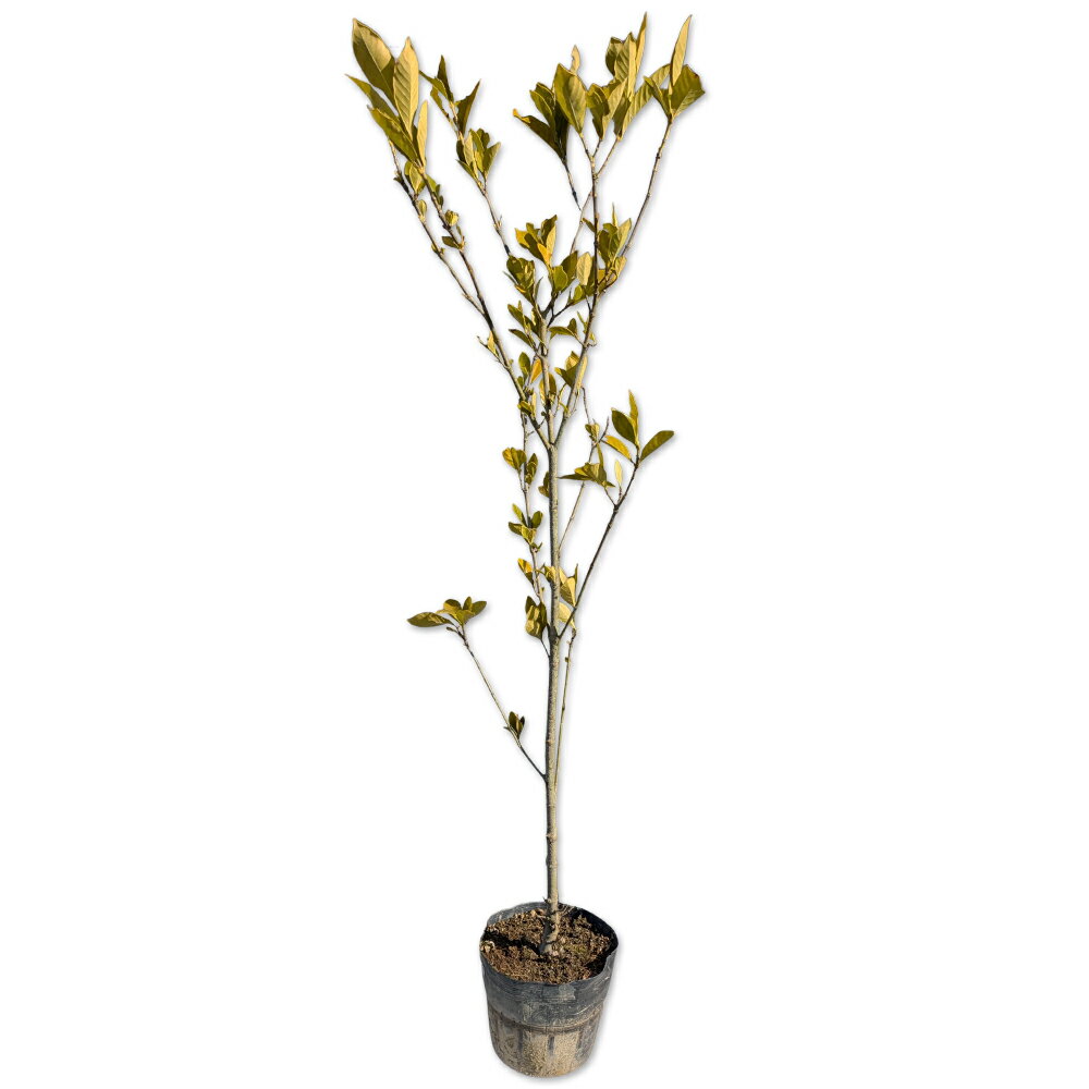 【クチナシ八重】（ガーデニア）読み：くちなしやえ学名：Gardenia jasminoidesアカネ科クチナシ属常緑低木【商品情報】クチナシは香りが良い花が有名です。梅雨の時期に白く綺麗な約5cm前後の花が咲きます。多くの品種があり人気があります。果実は11〜12月ごろになります。常緑の低木で刈り込みが可能ですので、玉作りや生垣、グランドカバーにと用途は様々です。【育て方】半日陰を好みますが日向でも育ちます。湿潤で肥沃な土壌を好み乾燥を嫌います。剪定をする場合は冬季は避けたほうがよいでしょう。適地＝東北南部以南日照り＝日向or半日陰樹形＝卵形最終樹高＝3m施肥時期＝1〜2月剪定時期＝6〜7月開花時期＝5〜7月果実＝11〜12月用途＝生垣樹木or庭木orグランドカバーor花木【地被植物　用途一覧】[グランドカバー]平面＝＠斜面＝＠茎による増殖＝陰地に適する＝植付目安　鉢/1m2【その他】クチナシ八重は八重咲き品種になります。濃厚な香りが特徴です。丈夫な植物で洋風、和風どちらの庭木でもよくあいます。クチナシ八重　1.0m15cmポット 10本 15400円クチナシ八重　商品一覧0.2m10.5cmポット440円/在庫○0.4m15cmポット1100円/在庫○0.3m10.5cmポット880円/在庫×0.6m15cmポット1210円/在庫○0.6m露地6600円/在庫○0.8m15cmポット1320円/在庫○0.8m露地7700円/在庫×1.0m15cmポット1540円/在庫○1.2m露地11000円/在庫×※規格、単価、在庫は個々商品ページを優先します同じアカネ科クチナシ属の商品クチナシヒメクチナシクチナシ斑入りヒメクチナシ斑入りクチナシ八重同じアカネ科の商品[アリドオシ属]アリドオシ[クチナシ属]クチナシ　ヒメクチナシ　クチナシ斑入り　ヒメクチナシ斑入り　クチナシ八重※園芸品種等は近縁種よりご参照ください