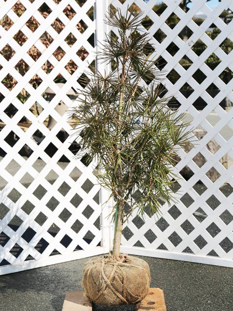 【コウヤマキ】(高野槙)読み：こうやまき学名：Sciadopitys verticillataコウヤマキ科コウヤマキ属常緑高木別名：ホンマキ【名前の由来】高野山真言宗総本山の高野山に数多く自生していることから。【商品情報】コウヤマキは30m...