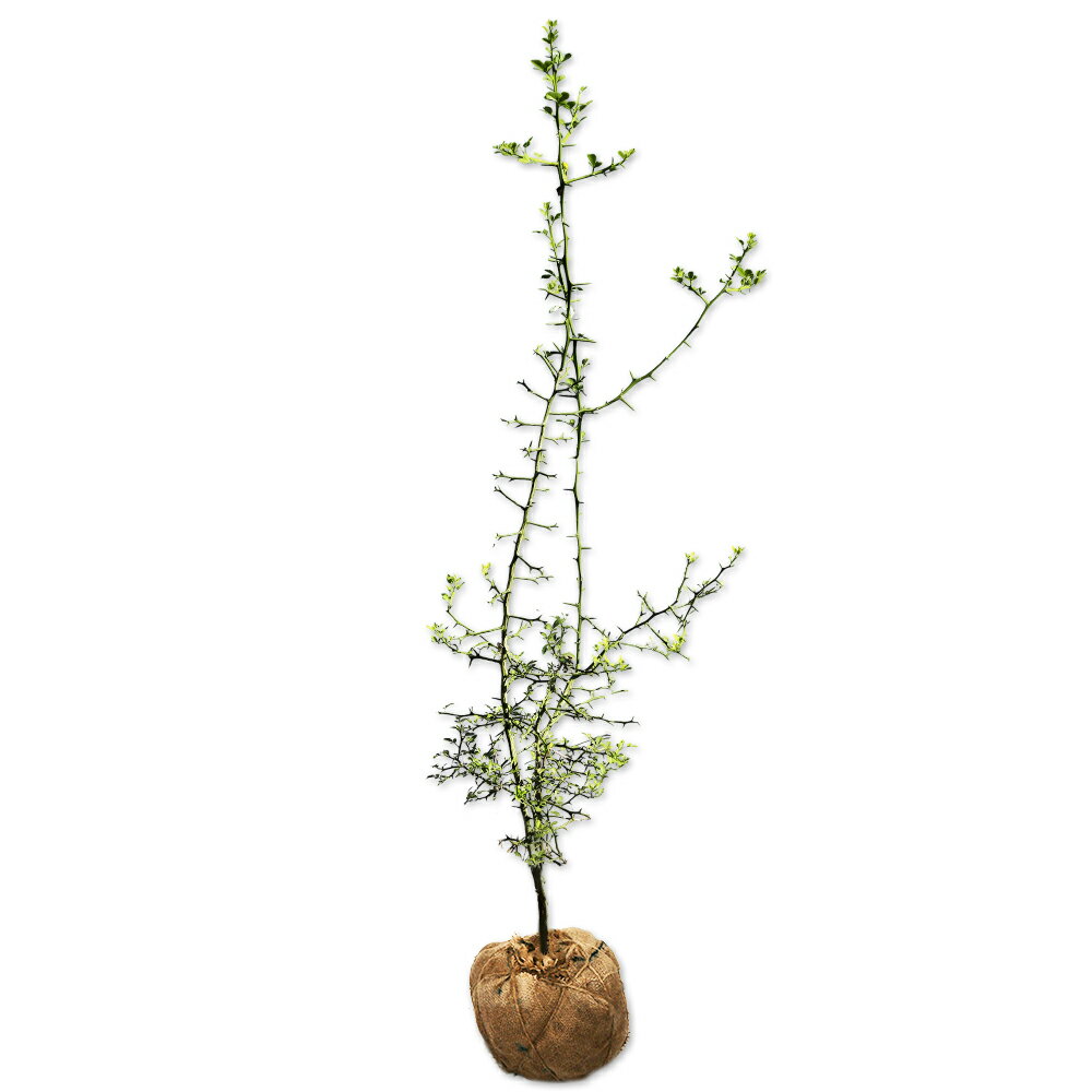 カラタチ 1.2m 露地 苗