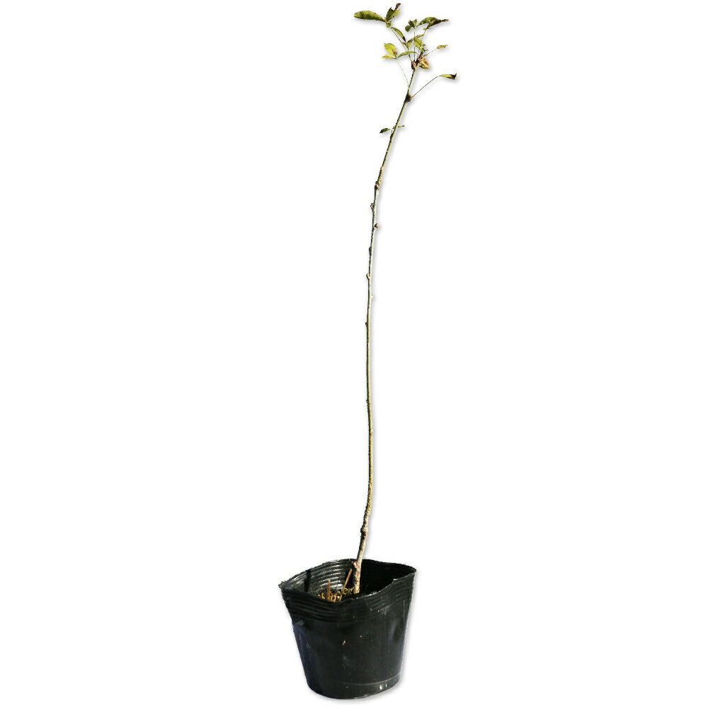 キングサリ 10.5cmポット 苗