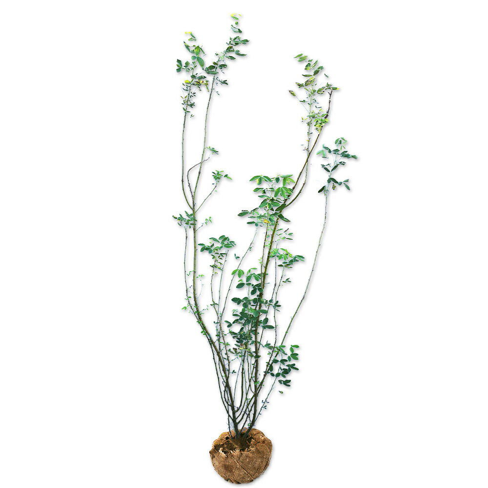 キングサリ 2m 露地 苗木