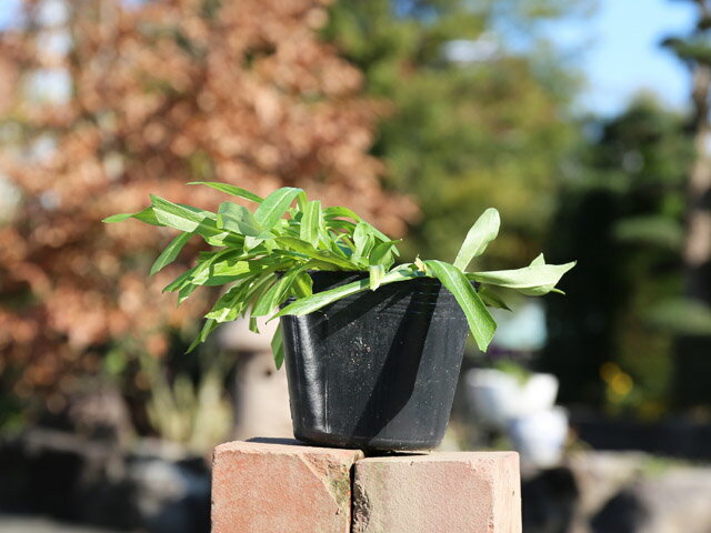 カッコウセンノウ 9.0cmポット 苗